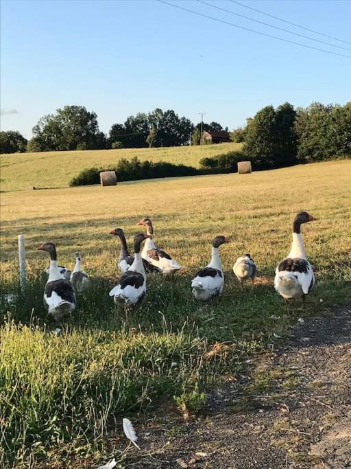 « Le Vieux Hangar » Gite A La Ferme Truffe Екстер'єр фото